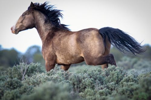 Galop kroz prirodu