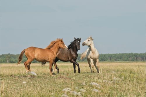 Tri boje i tri konja